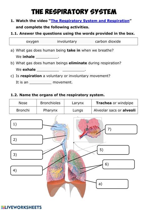 The Organ System Worksheet Is Shown In This Image And It Contains