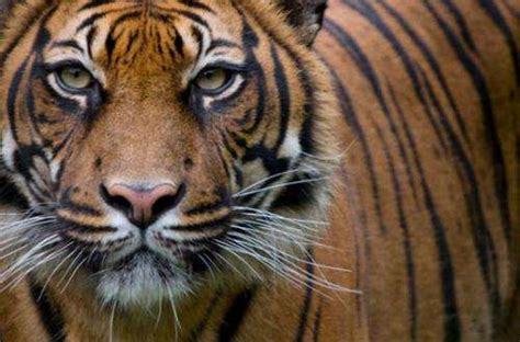 Researchers Find Human Activities Threaten Sumatran Tiger Population