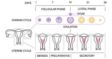 Menstrual Cycle Definition Hormones Phases Diagram Menstrual