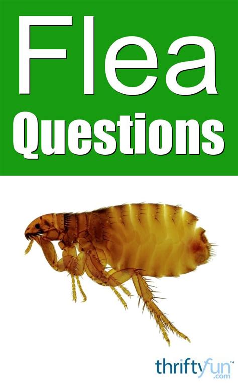 Flea Questions Fleas Pest Control