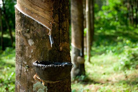 Rubber Trees Native To The Rainforests Of The Amazon Basin
