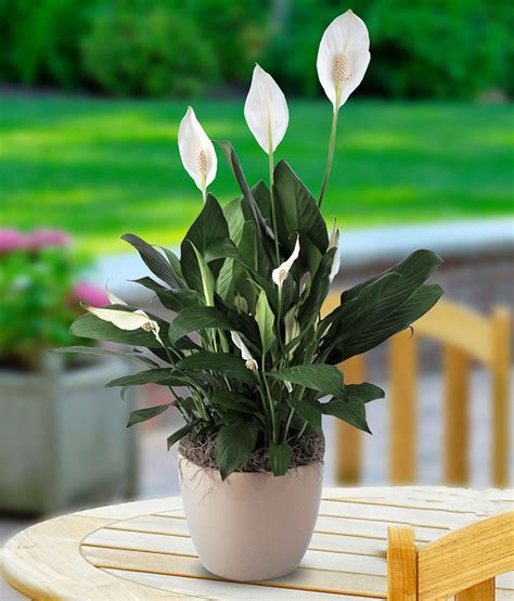 Lilies aren't just dangerous to cats—they pose a risk to dogs, too. 7 Indoor Plants That Are Dangerous to Children & Pets ...