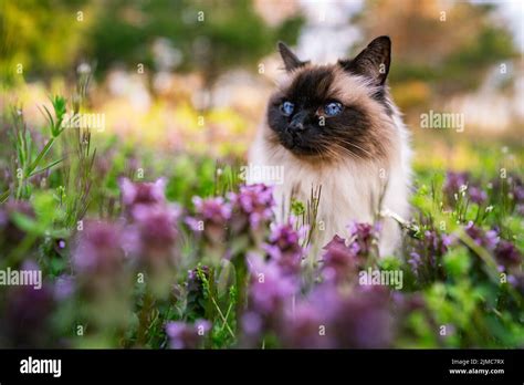 Balinese Cat Hi Res Stock Photography And Images Alamy
