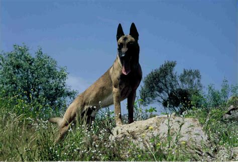 Malinois - 1 088 Belgian Malinois Photos And Premium High Res Pictures Getty Images - El pastor ...