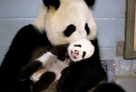Twin Panda Cubs Named At Zoo Atlanta