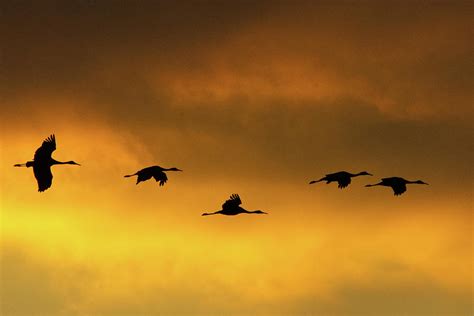 Fall Crane Migration Photograph By Tom Scheidt Fine Art America