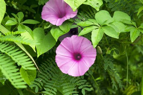 Morning Glory Flower Is Bloom In The Garden Stock Image Image Of