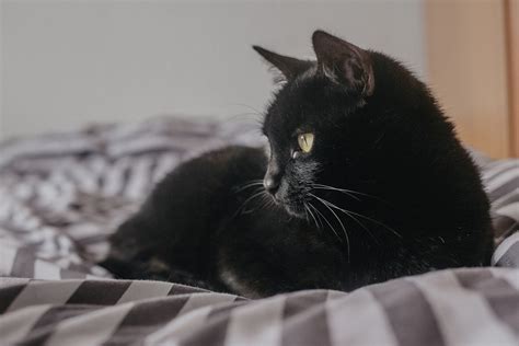 Black Cat Telegraph