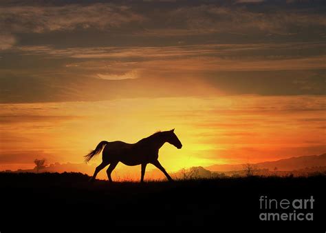 Horse Running In Southwestern Sunset Photograph By Stephanie Laird Pixels