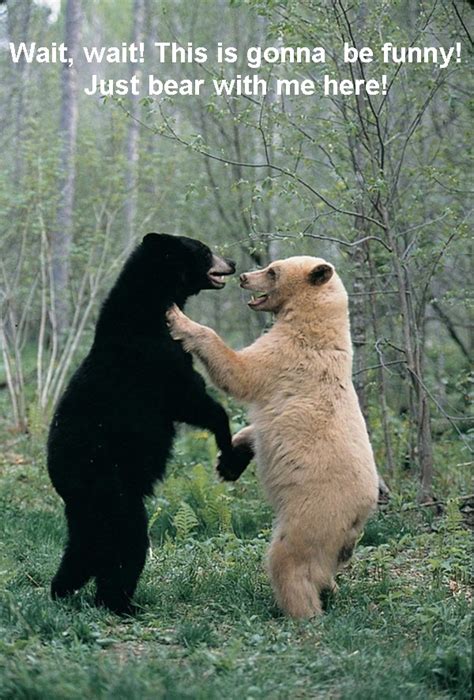2 Bears Chit Chatting Funny Photo Furry Talk