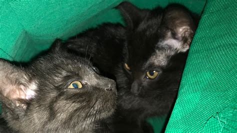 Dumped Kittens Found Outside Rspca Lonsdale Shelter The Advertiser