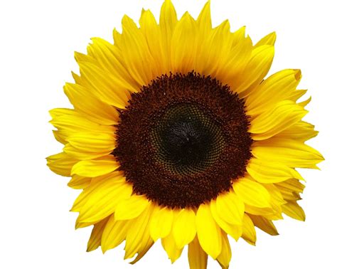 Sunflowers Png Transparent Images Png All