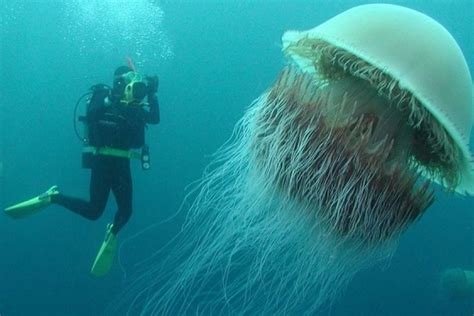 Самые опасные медузы в мире Что делать если вас ужалила медуза