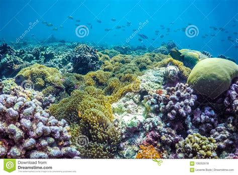 Beautiful Underwater Scene With Marine Life In Sunlight In