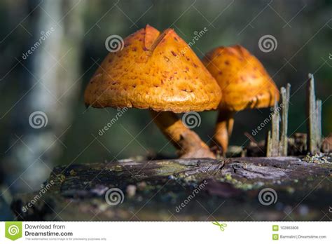 Two Mushrooms On Birch Stub In The Autumn Forest Stock