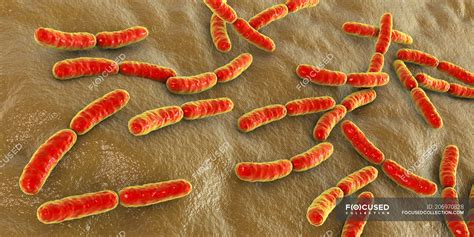 Colored Lactobacillus Bacteria Of Human Small Intestine Microbiome