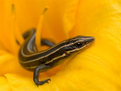 A List Of Different Types Of Lizards With Facts And Pictures Animal Sake