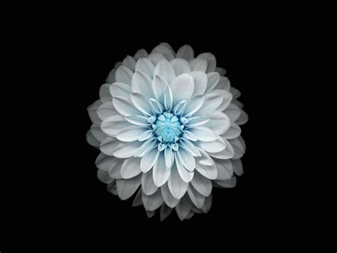 Flower Blue Apple Ios8 Iphone6 Plus Hd Wallpaper Preview