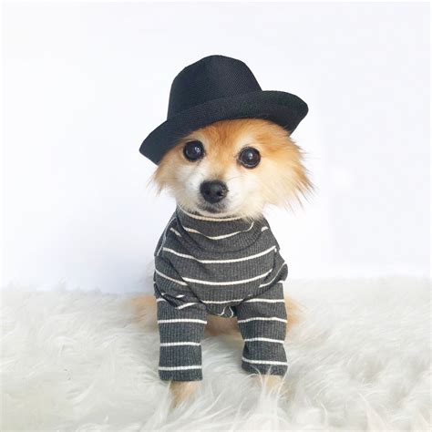 Fedora For Dogs Cats Handmade Dog Hats Dog Caps Summer Etsy
