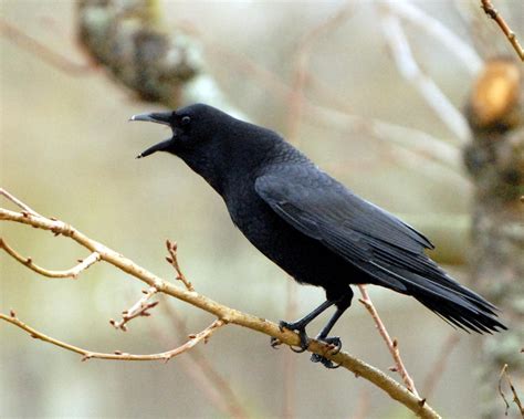 Shoreline Area News Backyard Crows