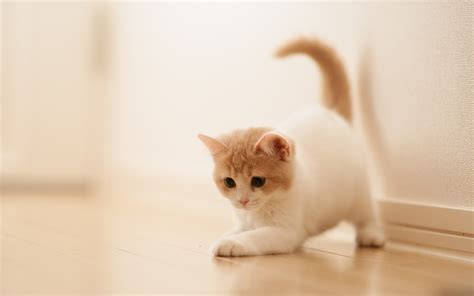 Sweet Little Cat Cute Animal Wallpaper