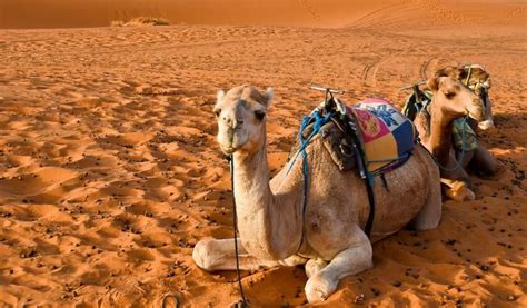 25 Datos Curiosos Que No Sabías Sobre Los Camellos Planeta Curioso