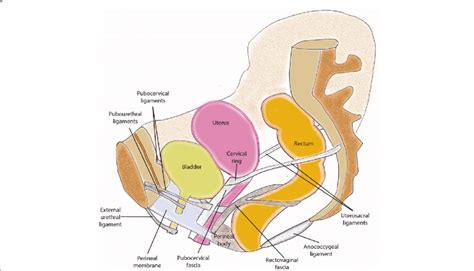 Representative Image Of The Pelvic Floor Ligaments And Their Relative Download Scientific