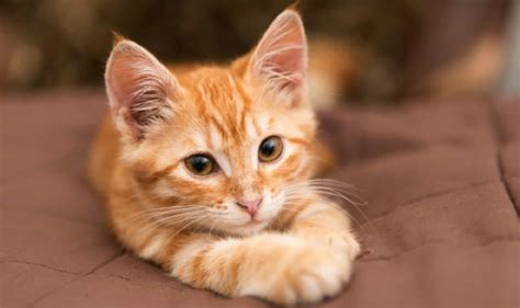 100 Terrific Tabby Cat Names For Your New Feline Friend