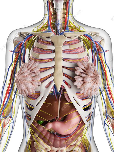 Internal child organ symbol poster design. Female anatomy, artwork - Stock Image - F006/7737 - Science Photo Library