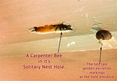 Carpenter Bees Pest Control And Extermination Services