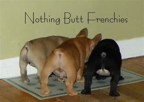 Frenchie Butts Good To Know I M Not The Only One Who Finds These Adorable Puppies And Kitties