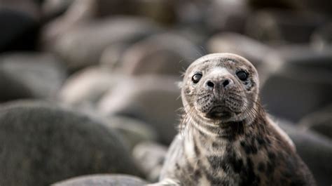 Baby Seals Can Change Their Tone Of Voice Like Humans Study Finds