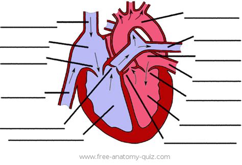 Free Anatomy Quiz The Anatomy Of The Heart Image