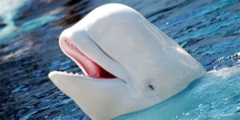Beluga Whales Suffer From Domestic Cat Disease The Dodo