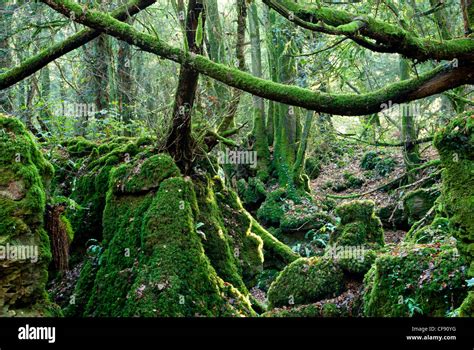 Puzzlewood In The Forest Of Dean In Gloucestershire Stock Photo Alamy