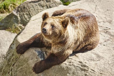 Brown Bear Sitting On A Rock Wildlife Environment Animal Stock Photo