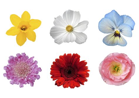 Flowers Photoshop Flowers Psd 100000 Photoshop Graphic Resources For