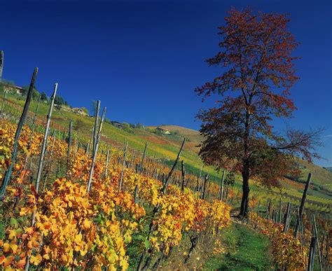 Piedmont Vineyard Italy Digital Art By Massimo Ripani Fine Art America