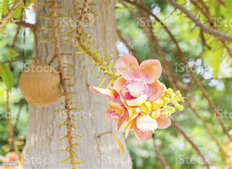 Beautiful Flower Of Cannon Ball Tree Sal Tree Stock Photo Download