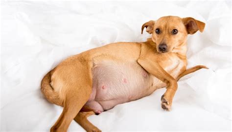 Dog Pregnancy And How To Help It With Gestation Information