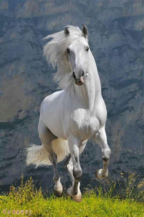 White Andalusian Horse The Andalusian Also Called The Pure Spanish