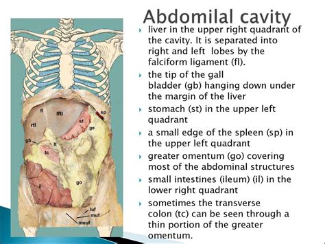 Webmd's abdomen anatomy page provides a detailed image and definition of the abdomen. Clinical anatomy of abdominal cavity - презентация онлайн