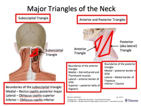Lecture 17 Suboccipital Triangles Of The Head And Neck Flashcards Quizlet