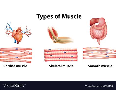 Types Of Muscle Royalty Free Vector Image Vectorstock