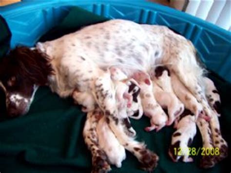 Why buy a brittany puppy for sale if you can adopt and save a life? Brittany Spaniel Puppies in Minnesota