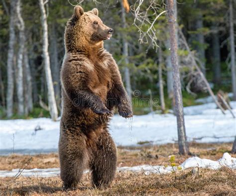 Brown Bear Standing On His Hind Legs Stock Image Image Of Color