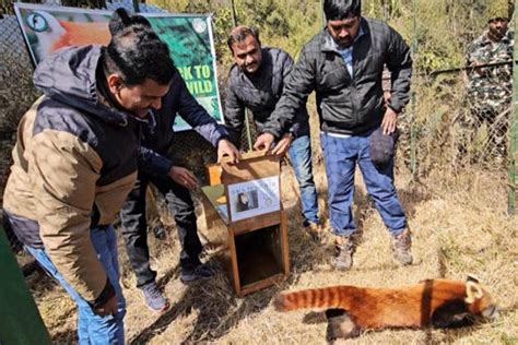 Padmaja Naidu Himalayan Zoological Park Zoo Bred Himalayan Red Panda