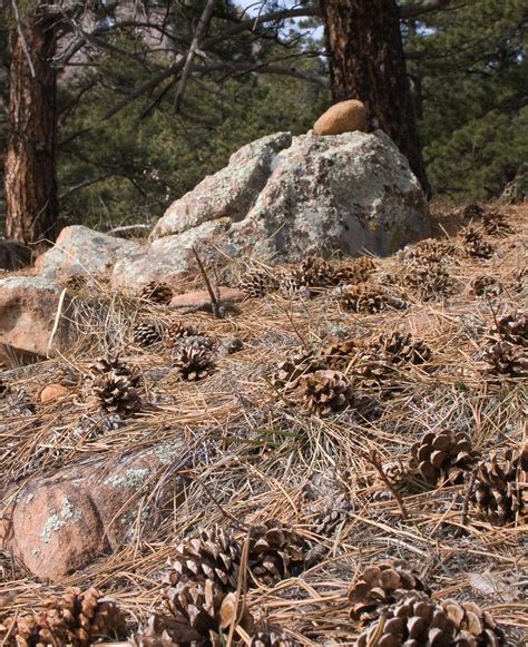 Pine Cones And Rocks Dean Krafft Flickr