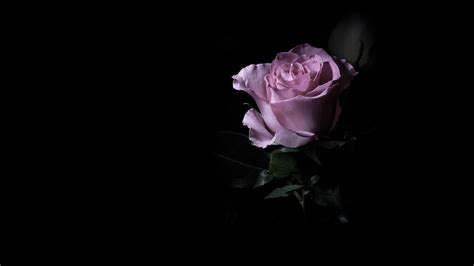 Download hd wallpapers for free on unsplash. Purple rose in the dark wallpapers and images - wallpapers ...