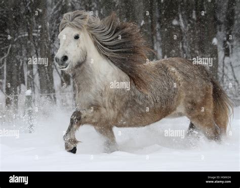 A Dapple Grey Icelandic Horse Mare Charges Through The Snow Stock Photo